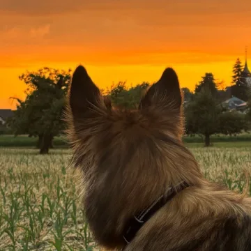 Yanicks Hund Nala schaut bei Sonnenuntergang über ein Feld